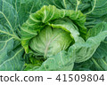 Spring cabbage 41509804