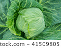 Spring cabbage 41509805