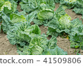 Spring cabbage 41509806