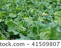 Spring cabbage 41509807
