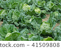 Spring cabbage 41509808