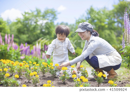 Parent and child gardening 41509924