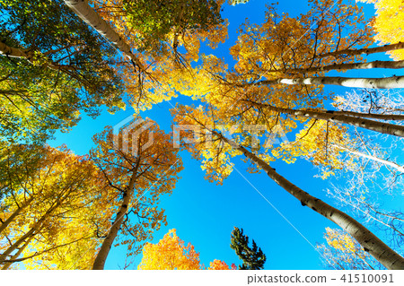 Autumn season Autumn season 41510091