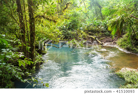 Creek in jungle Creek in jungle 41510093