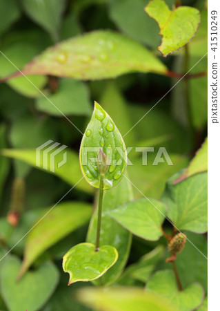 Hototogisu和雨滴的花蕾 Hototogisu和雨滴的花蕾 41510249
