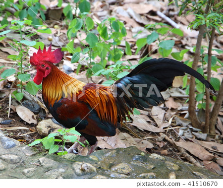bird bird 41510670