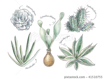 Succulent plants Succulent plants 41510755