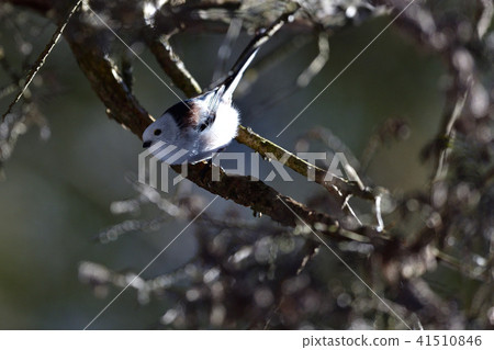 Shima Enaga在北方 41510846