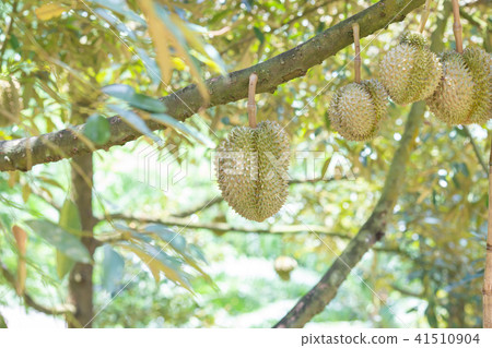 Fresh durian fruit on the tree in the garden, 41510904