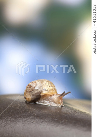 蝸牛 蝸牛 41511018