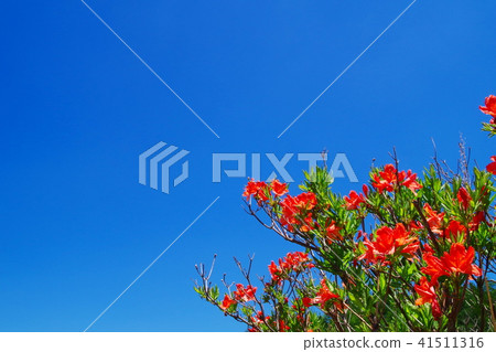 Kirigamine高地杜鵑花杜鵑花 Kirigamine高地杜鵑花杜鵑花 41511316