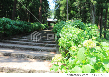 初夏的太平山岱山寺（靠近山門） 41511590