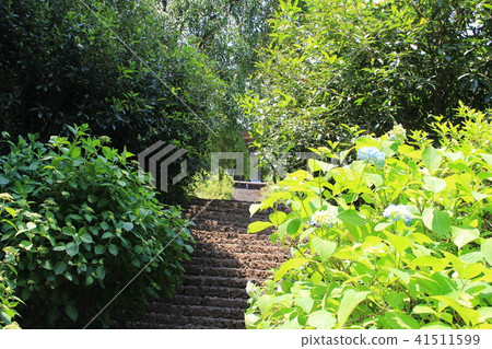 初夏的Taiheiyama Daishonji（水力發電的繡球花） 41511599