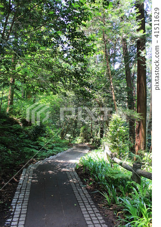 Taiheiyama的長廊(Kenshinpyo到Renjosan) Taiheiyama的長廊(Kenshinpyo到Renjosan) 41511629