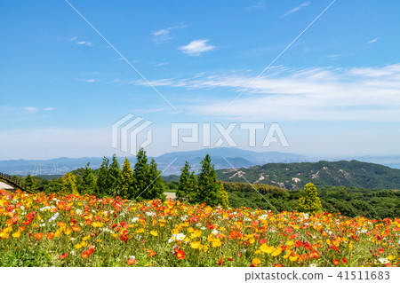 在Awajishima·花剪刀開花的罌粟花 在Awajishima·花剪刀開花的罌粟花 41511683