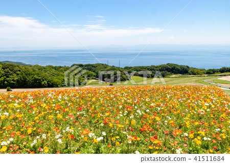 Poppies blooming on Awajishima · flower scissors Poppies blooming on Awajishima · flower scissors 41511684