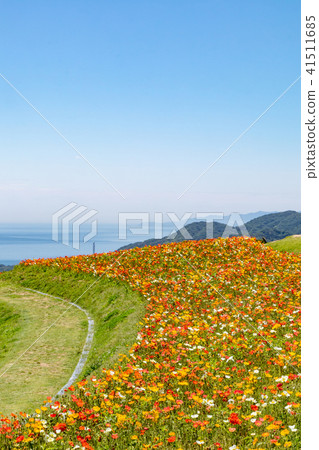 在Awajishima·花剪刀開花的罌粟花 在Awajishima·花剪刀開花的罌粟花 41511685