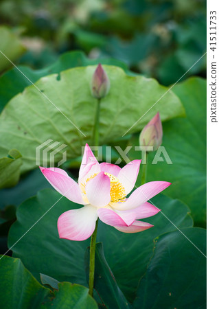 蓮花 41511733