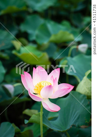 Lian flower 41511738