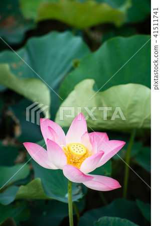 Lian flower 41511741