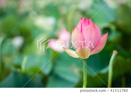 Lian flower 41511760