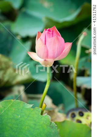 Lian flower Lian flower 41511762