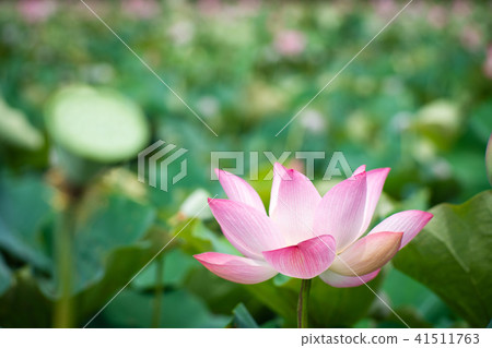 Lian flower Lian flower 41511763