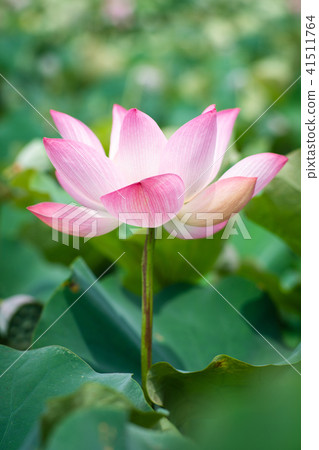 Lian flower 41511764