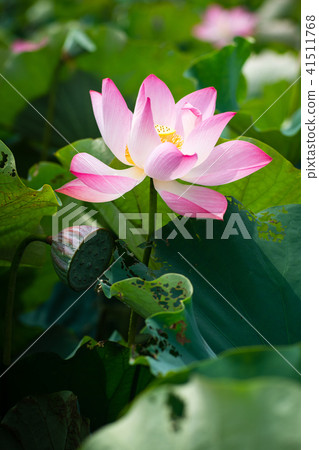 蓮花 蓮花 41511768