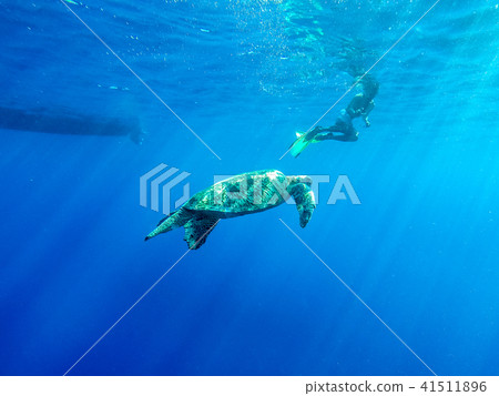 海龜 海龜 41511896