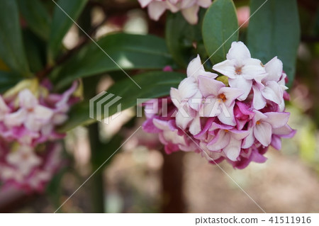 Sinking flower Sinking flower 41511916
