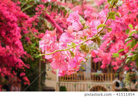 Garden with Bougainvillea in Yazd. Iran Garden with Bougainvillea in Yazd. Iran 41511954