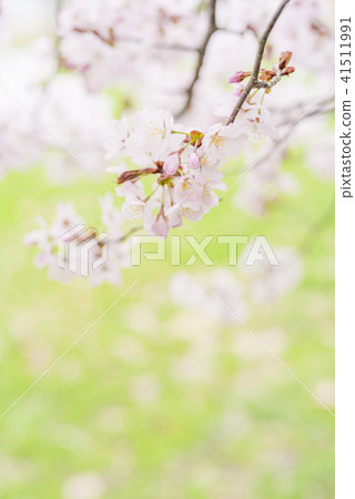 Cherry blossoms in full bloom - Yoshino cherry tree - Cherry blossoms in full bloom - Yoshino cherry tree - 41511991