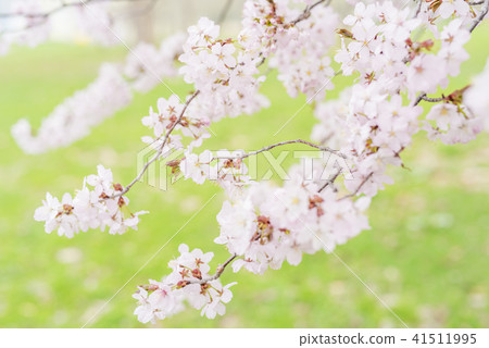 Cherry blossoms in full bloom - Yoshino cherry tree - Cherry blossoms in full bloom - Yoshino cherry tree - 41511995