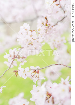 Cherry blossoms in full bloom - Yoshino cherry tree - Cherry blossoms in full bloom - Yoshino cherry tree - 41511996