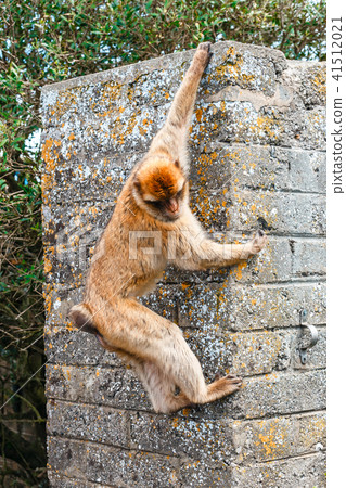 Portrait of a wild female macaque 41512021