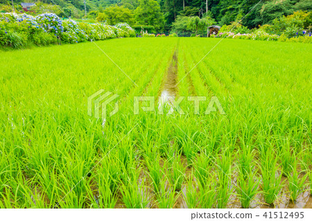 淡路島的繡球花和稻田·花山水 41512495