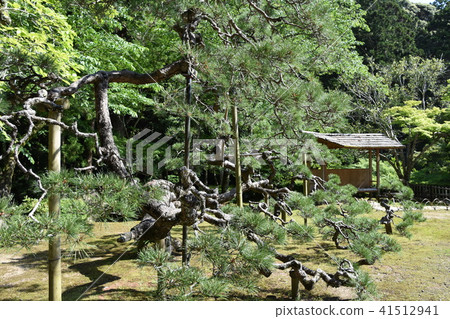 新綠法Tama Tadashi Eiji Fukuro-shi 新綠法Tama Tadashi Eiji Fukuro-shi 41512941