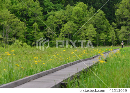 草原濕透平原盛開的Sawao Gurma 41513039