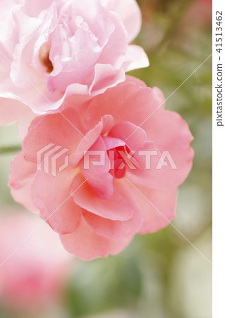 Roses Jardin de France Roses Jardin de France 41513462