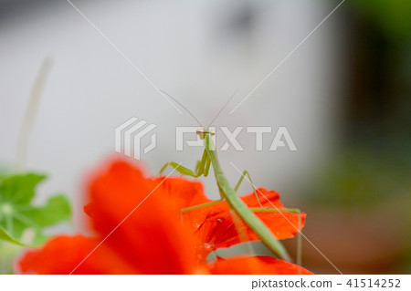 Insects on the day of the summer solstice. Nastatmium and green small mantis, larva 41514252