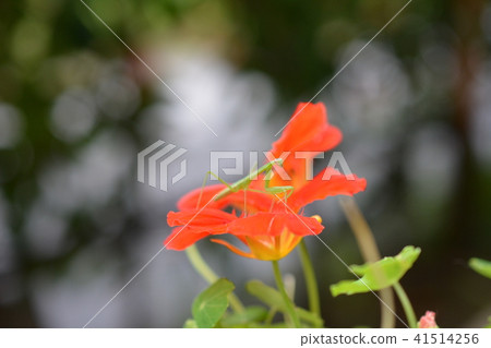 Insects on the day of the summer solstice. Nastatmium and green small mantis, larva 41514256