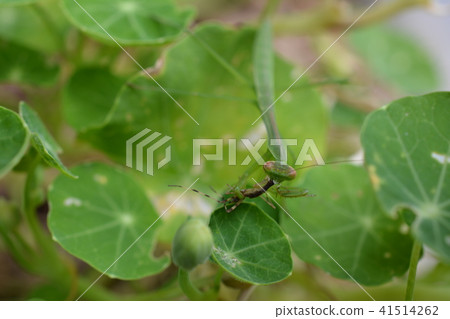 夏至日的昆蟲。 Nastatmium葉子和綠色小螳螂幼蟲，掠食性 41514262