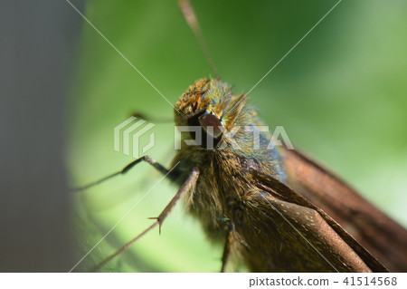 麻蝴蝶　 41514568