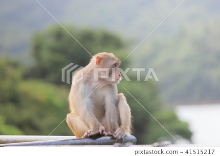 A Macaque at Kam Shan Country Park, Kowloon A Macaque at Kam Shan Country Park, Kowloon 41515217