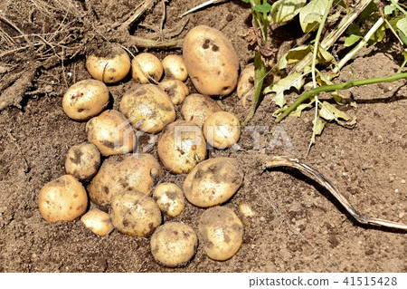 收穫土豆（Kitaka kari） 41515428