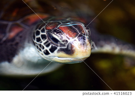 綠海龜海龜草龜危及紅色名單 41516023