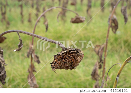 Sunflower field ready for harvest in early autumn Sunflower field ready for harvest in early autumn 41516161