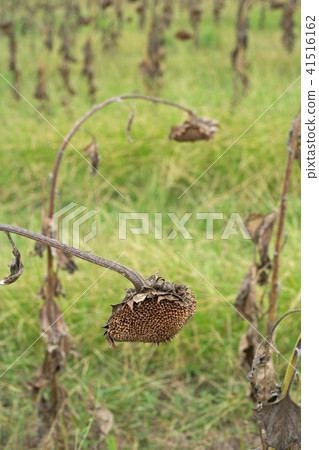 Sunflower field ready for harvest in early autumn 41516162