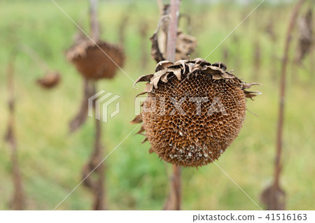 Sunflower field ready for harvest in early autumn 41516163